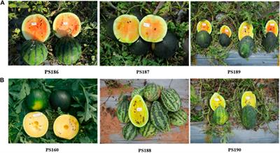 Identification of a novel locus C2 controlling canary yellow flesh color in watermelons